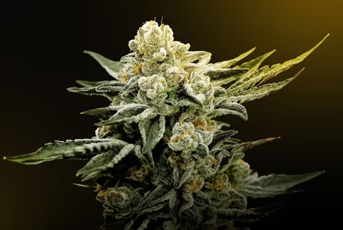Where to Buy THCa Flower That Actually Hits Right